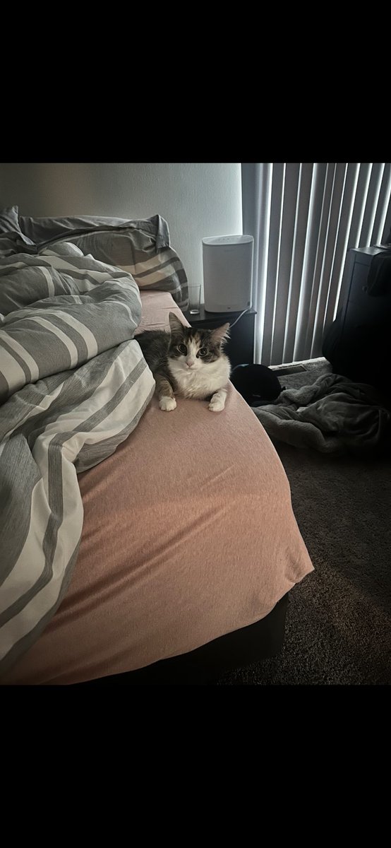 chknchalupa's tweet photo. tb to when my cat went in the fridge and ate my chicken and I found her on the bed looking like this https://t.co/NaG8FetR0F