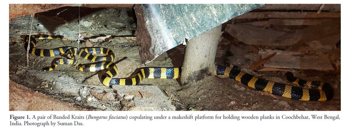 'Notes on copulation in Banded Kraits, Bungarus fasciatus (Schneider 1801)' by Ray et al. (2024) has recently been published in #ReptilesandAmphibians: doi.org/10.17161/randa… #Herpetology #Reptiles #Snakes