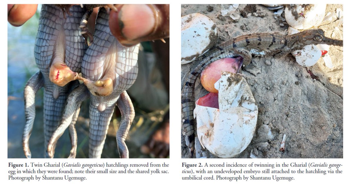 'Twinning in a wild breeding population of Gharials (Gavialis gangeticus) in India' by Ugemuge et al. (2024) has recently been published in #ReptilesandAmphibians: doi.org/10.17161/randa… #Herpetology #Reptiles #Crocodilians