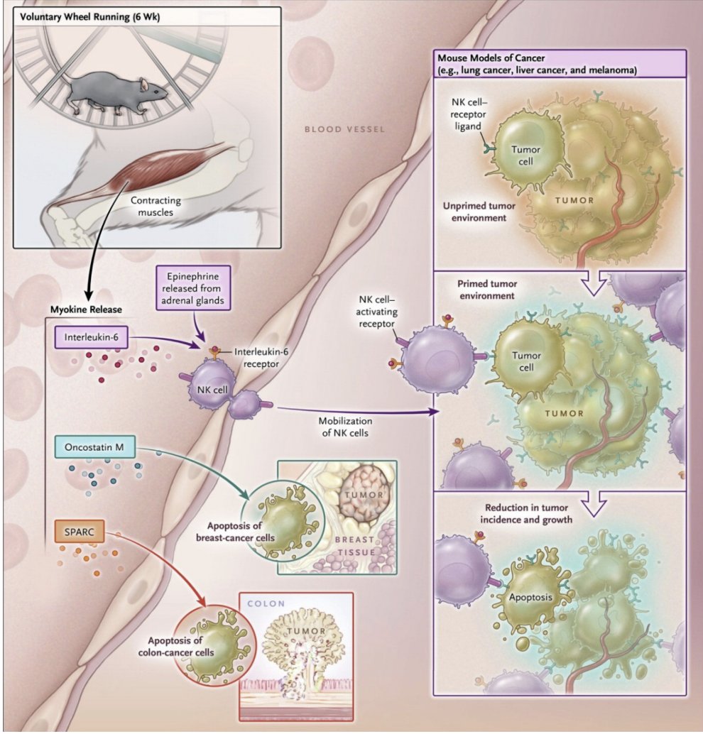 Anticancer effects of myokines. Contracting muscle fibers release myokines, such as oncostatin M and SPARC (also known as osteonectin), into the bloodstream, which can induce apoptosis in breast-cancer and colon-cancer cells, respectively