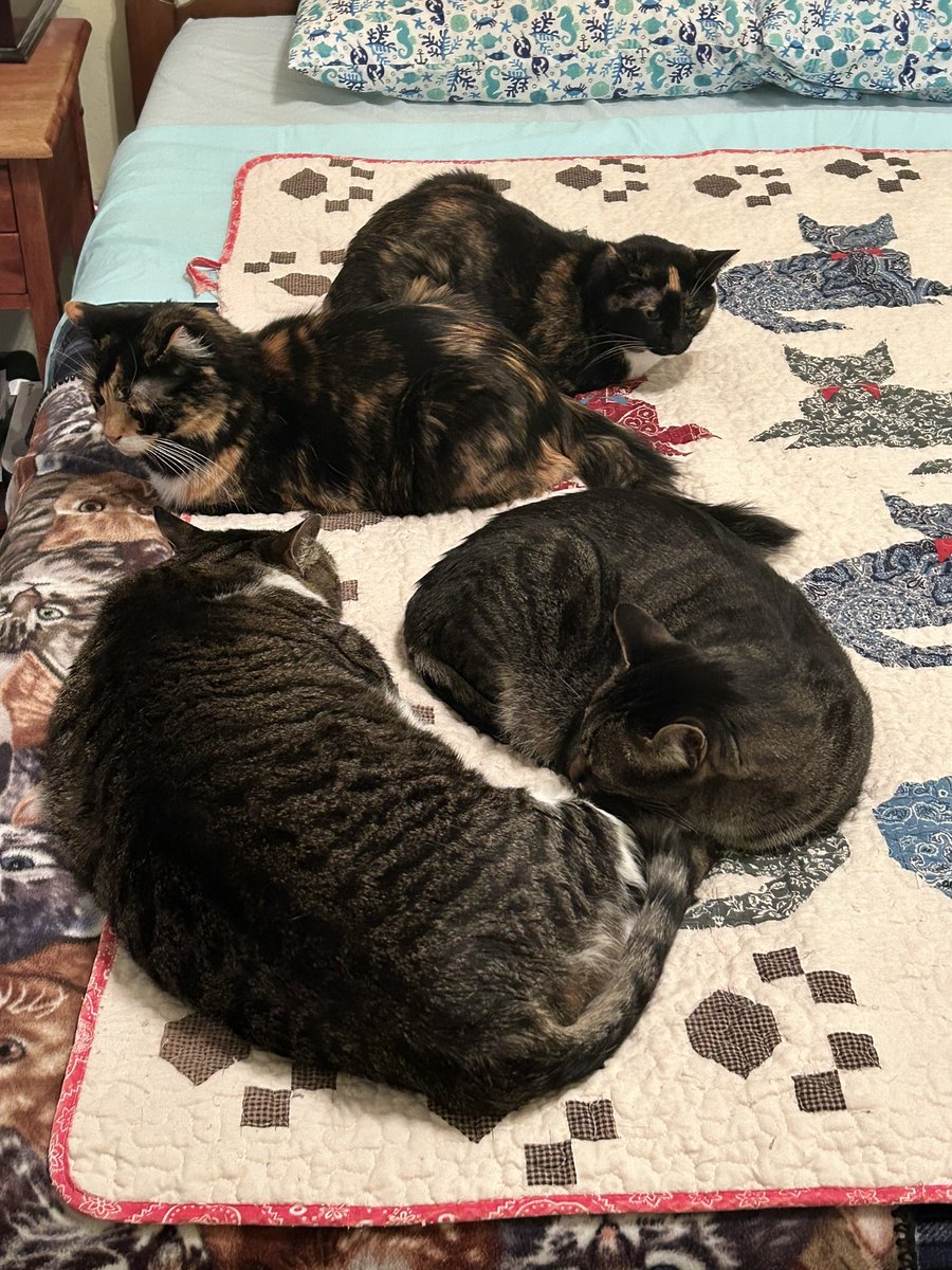 I’m chilling on the bed with my siblings today. What are you other cats out there doing?