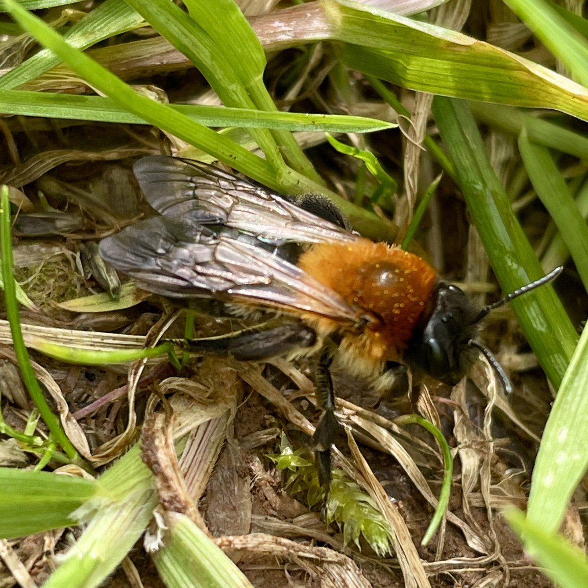matthbuckle's tweet photo. Red mason bees #Osmiabicornis in the garden today. @JWentomologist @StevenFalk1 https://t.co/dGZYUSI3KQ