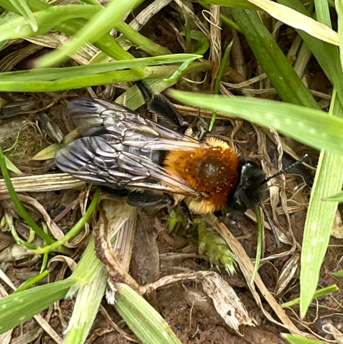 matthbuckle's tweet photo. Red mason bees #Osmiabicornis in the garden today. @JWentomologist @StevenFalk1 https://t.co/dGZYUSI3KQ