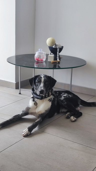 Baby Kaisser. My baby cow 🐮🐶 He has almost 8 months and is a Great Dane Mix. I'm so happy w him, he has<a href="/tag/onmfc"class="tags"><span>#onmfc</span></a>
