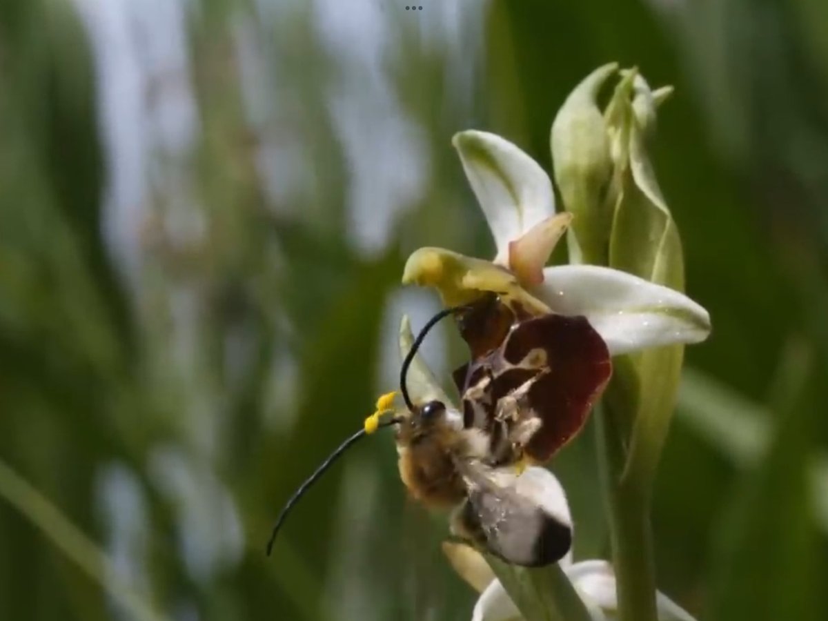 @admired_art A bee orchid and the bee 🐝