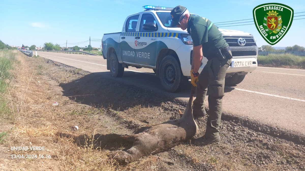 Retiramos corzo muerto junto N125 pk 7.2 en #Zaragoza antes de que los buitres generen un riesgo añadido.
Además registramos para datos estadisticos que ayuden a la prevención de nuevos atropellos.
#AgentesMedioambientales 
#PoliciaMedioambiental 
#JuntosSumamos 
☎️ 1️⃣1️⃣2️⃣