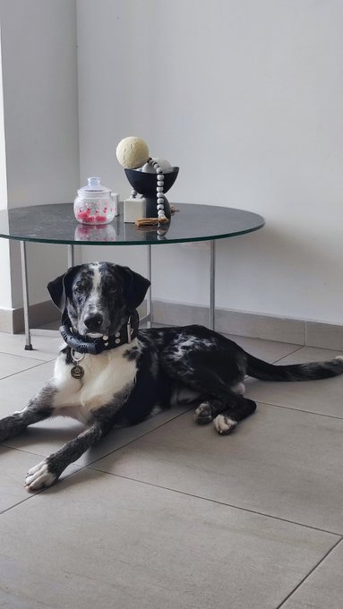 Baby Kaisser. My baby cow 🐮🐶 He has almost 8 months and is a Great Dane Mix. I'm so happy w him, he has<a href="/tag/onmfc"class="tags"><span>#onmfc</span></a>