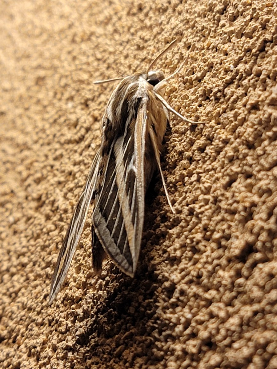 First hummingbird moth of the season 🤍