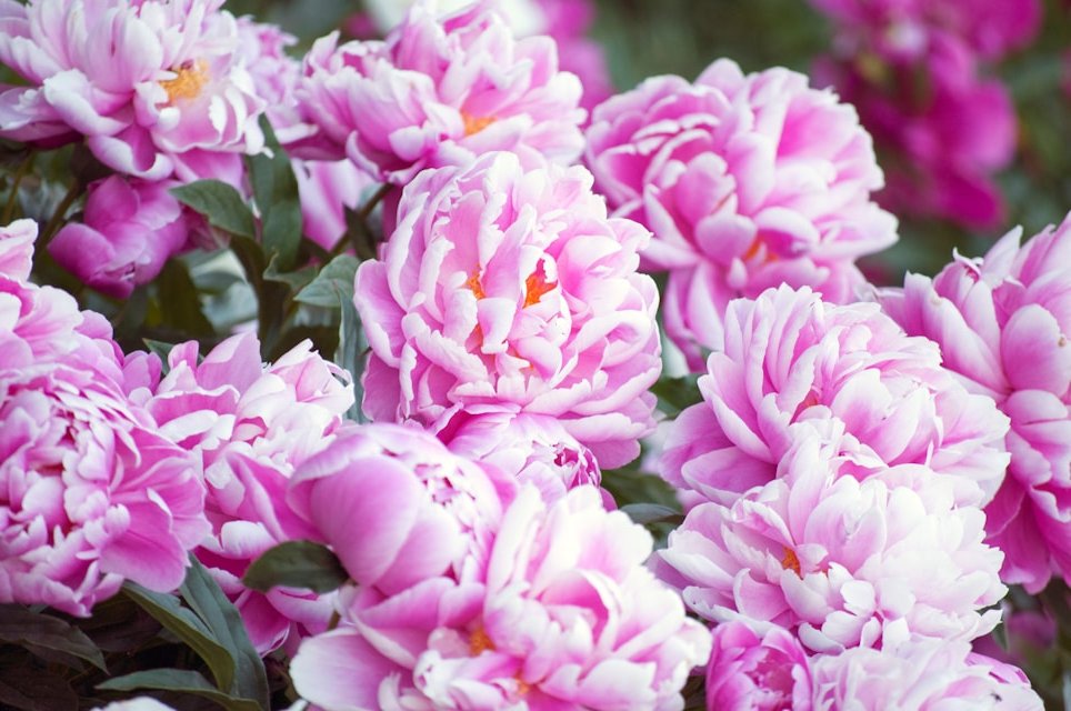 floraweb's tweet photo. Você conhece a história encantadora das peônias?
Elas têm raízes na mitologia grega e são reverenciadas  desde a China antiga até a era vitoriana na Europa. 🌸✨ No blog Flores &amp; Flores falamos mais sobre elas #peonies #curiosidade #mitologia #flores #historia https://t.co/FLfMzjgDDd