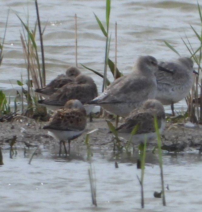 daleivor's tweet photo. @RSPBFrampton, what a day....#blackwingedstilt, #blacktern, #BonapartsGull, and #littlestint. With extras in the shape of #lesseryellowlegs and #redbrestedgoose. The place was buzzing. Plus #yellowwagtail #barnaclegoose #pinkfootedgoose #brentgoose Awesome reserve. Love it. https://t.co/Rdc000Q2zI