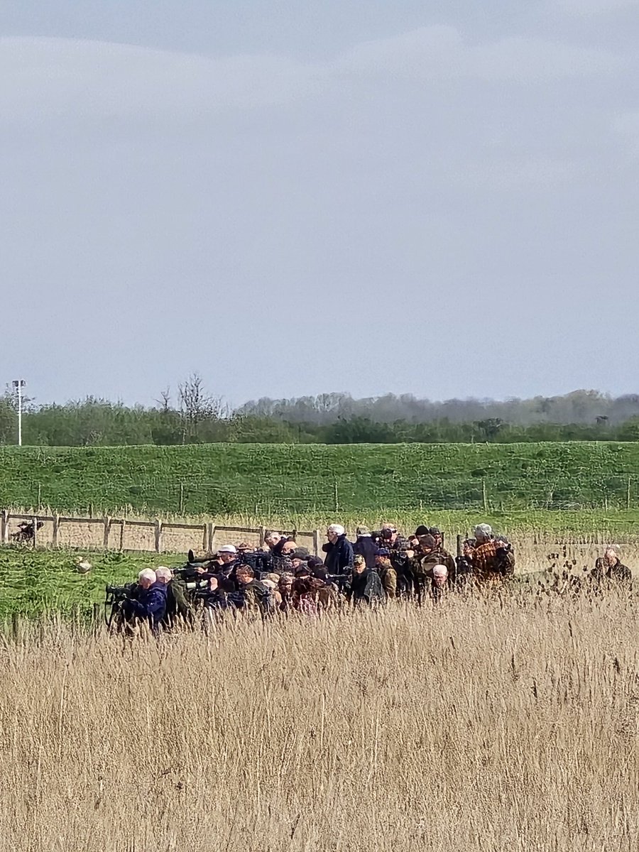 daleivor's tweet photo. @RSPBFrampton, what a day....#blackwingedstilt, #blacktern, #BonapartsGull, and #littlestint. With extras in the shape of #lesseryellowlegs and #redbrestedgoose. The place was buzzing. Plus #yellowwagtail #barnaclegoose #pinkfootedgoose #brentgoose Awesome reserve. Love it. https://t.co/Rdc000Q2zI