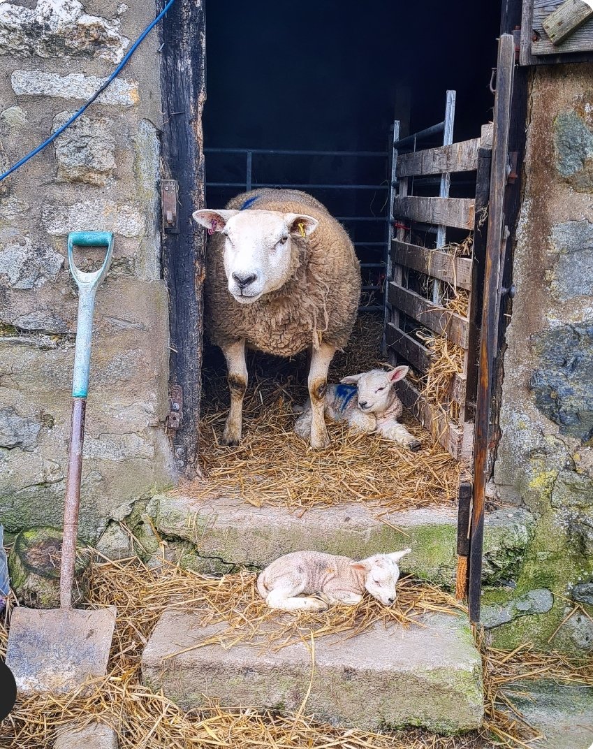 A Welsh Gremlin. 💙 tweet media