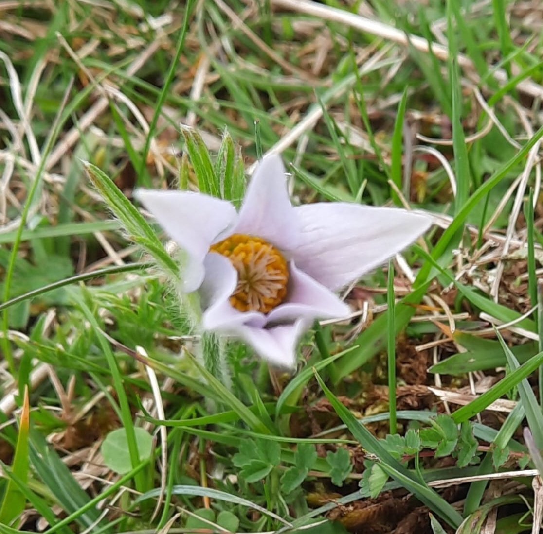 Apparently I went our to see a now-rare bloom on #InternationalPlantAppreciationDay! The Warren, a #Gloucestershire bastion of the pasque flower (Pulsatilla vulgaris) surely delivered the goods, including a lovely pale one among the deep purple. So wonderful! #wildflowers