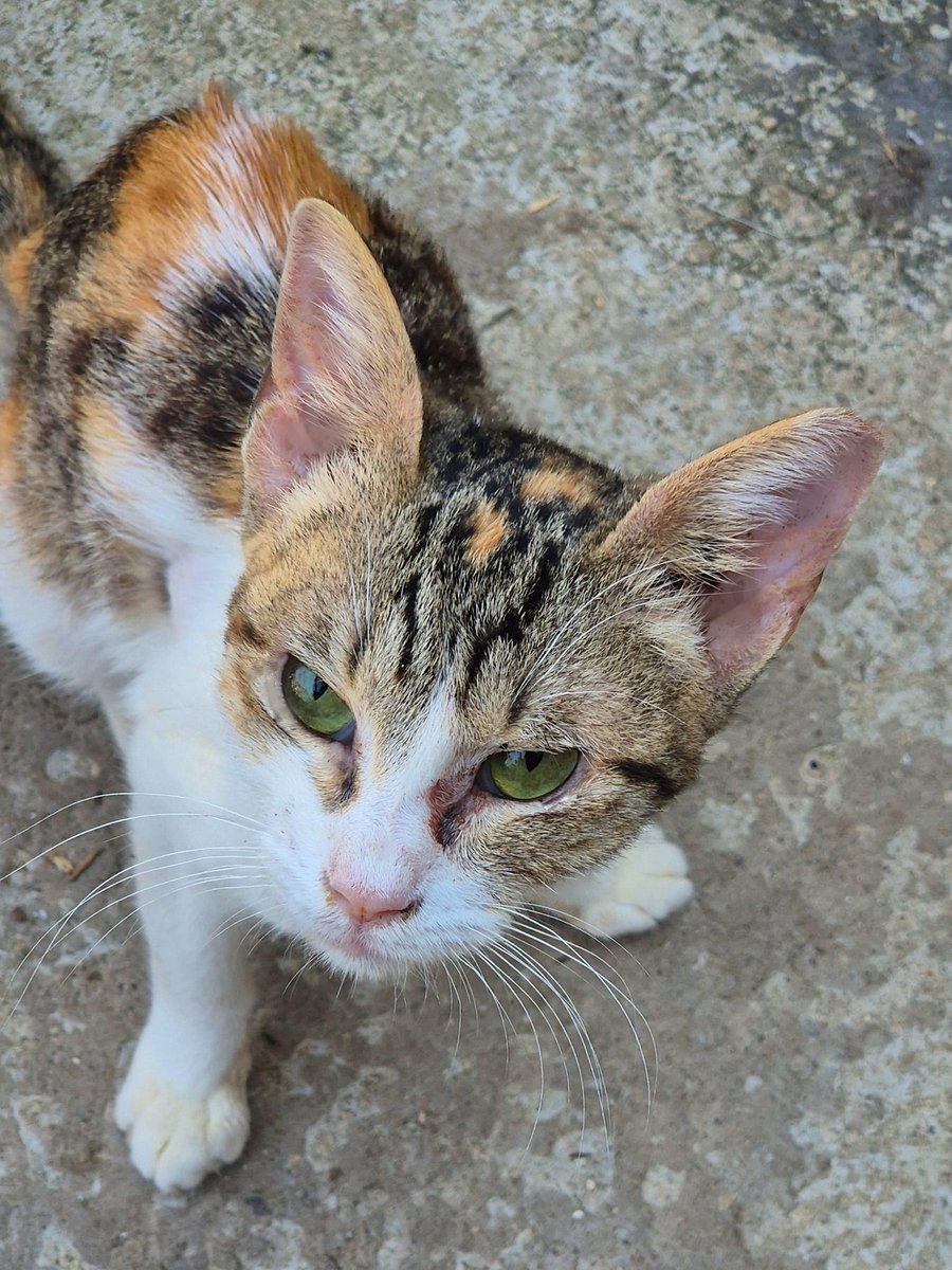 Our amazing, brave Purrfy is regaining her strength. She started eating on her own yesterday. Her breathing is 85% better and her spirit is strong. ❤️