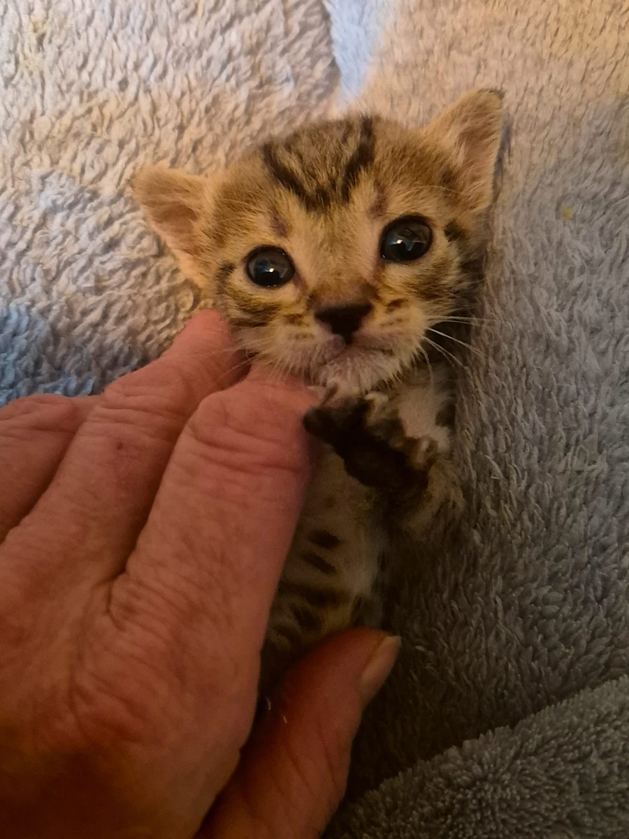 Our bottle baby is doing very well. His name is Clapper. Unfortunately his sister only survived a few hours. To exacerbate the situation someone had left a 3rd kitten in the same place the following day. She was already dead when i found her, unfortunately.