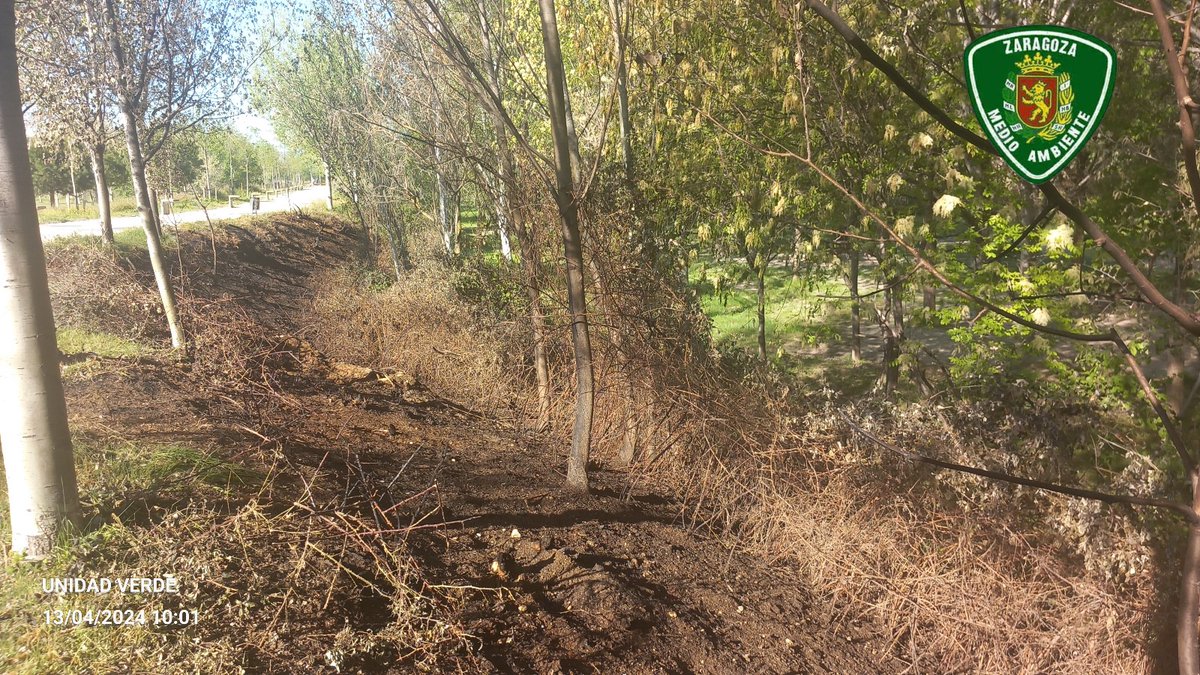ℹ️ la conocida como pelusa de chopo es fácilmente 🔥 y en pocos días ha servido de ignición de 2 IF. En el Parque del Agua de #Zaragoza
Pero cuidado! Precisa la mano humana.
Negligencia o intención.
No jueges con ella!
#policiaMedioambiental
#AgentesMedioambientales