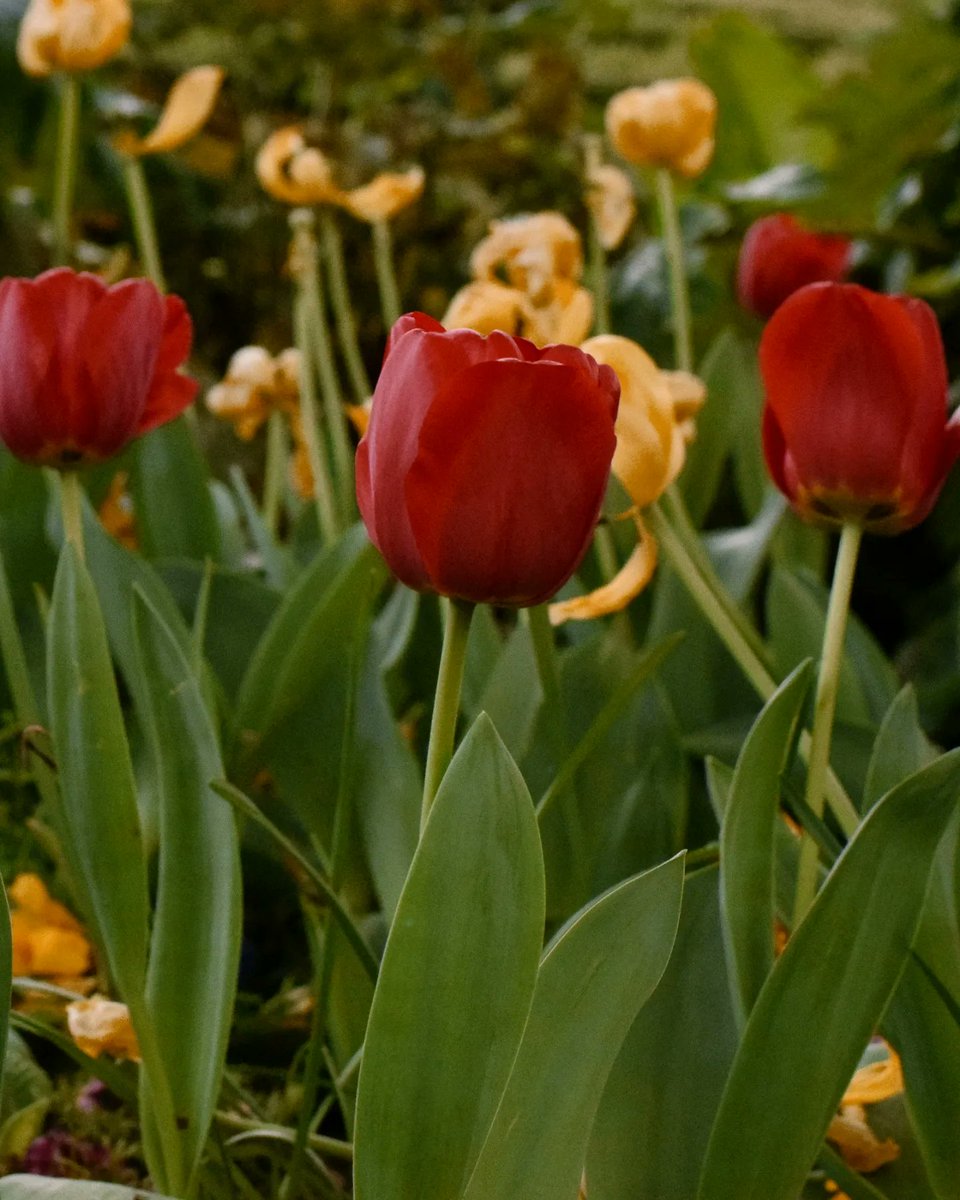 devafmartino's tweet photo. que los tulipanes florezcan en abril no es casualidad ✨️ https://t.co/lkn00uakOk