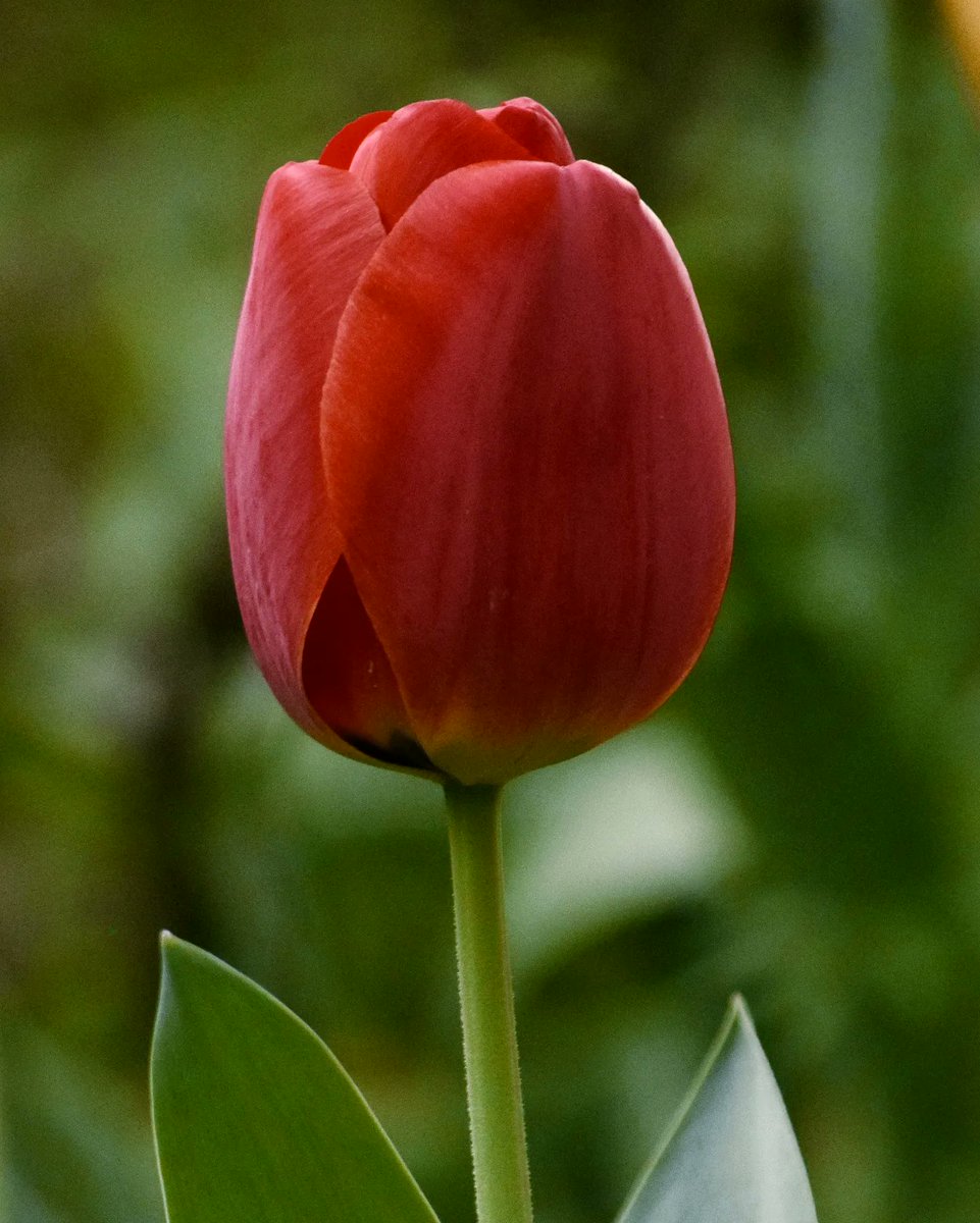 devafmartino's tweet photo. que los tulipanes florezcan en abril no es casualidad ✨️ https://t.co/lkn00uakOk