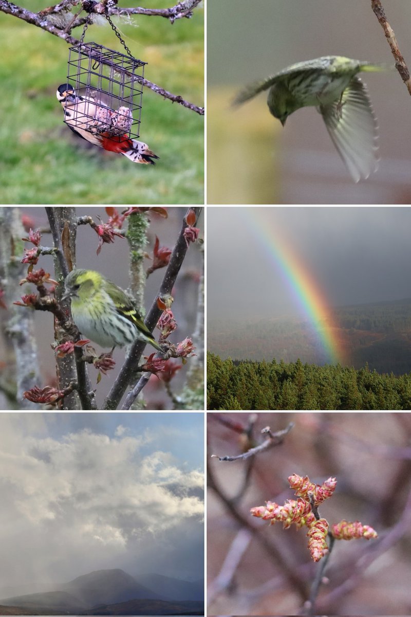 YPPsych's tweet photo. A very mixed day in the Glen.... but definitely a #Spring day
#Springwatch2024
#springtime #springwatch
#Glenmoriston #visitdundreggan
#8outof10bats #Highlands
#siskins #bogmyrtle
@8outof10bats @VisitDundreggan @HI_Voices @ChrisGPackham @BBCSpringwatch @findingnature https://t.co/aqTY0RYgUE