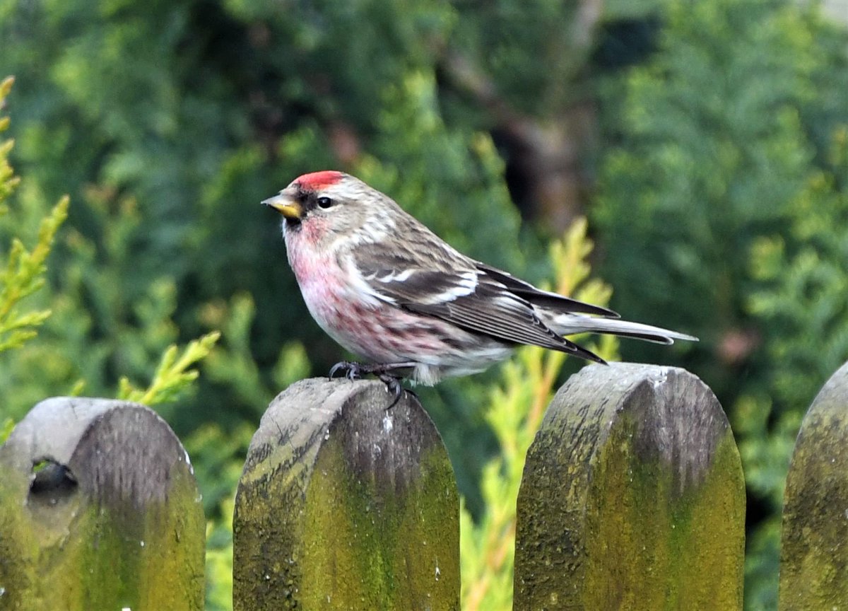 AmandaFall10's tweet photo. More #Redpolls in the garden today, love to see them.
#TwitterNatureCommunity. https://t.co/0TAUrNlDrt