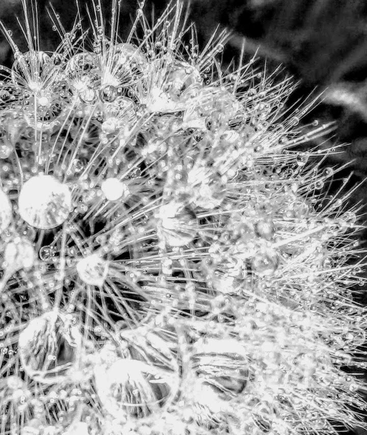 Bit late to the party 😬 Dandelion with diamonds from a few years ago. I've tried many times to take a similar shot but this is the one I like best. #bnw_macro