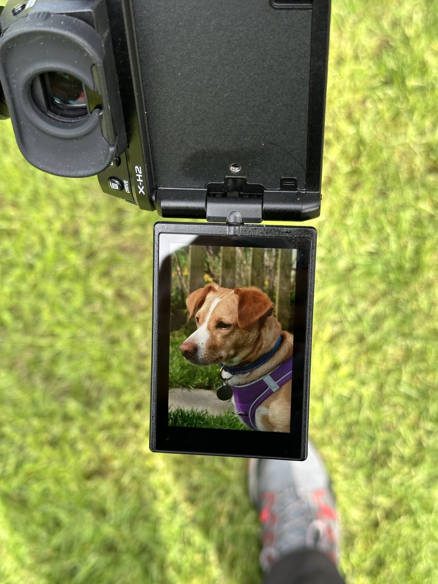 Pet adoption photo shoot day! Meet Rudy!