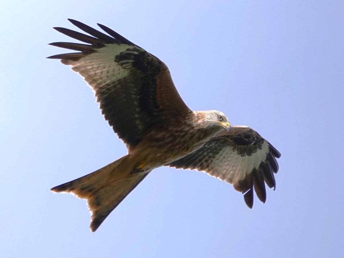 It's a little baffling why it's taken Red Kites quite so long to colonise West Hants and Dorset. Seen loads around the M3 for years. Anyway, they seem to have bridged the gap in recent times - and this beauty was in the Avon Valley a couple of miles south of Ringwood. 13.04.23.