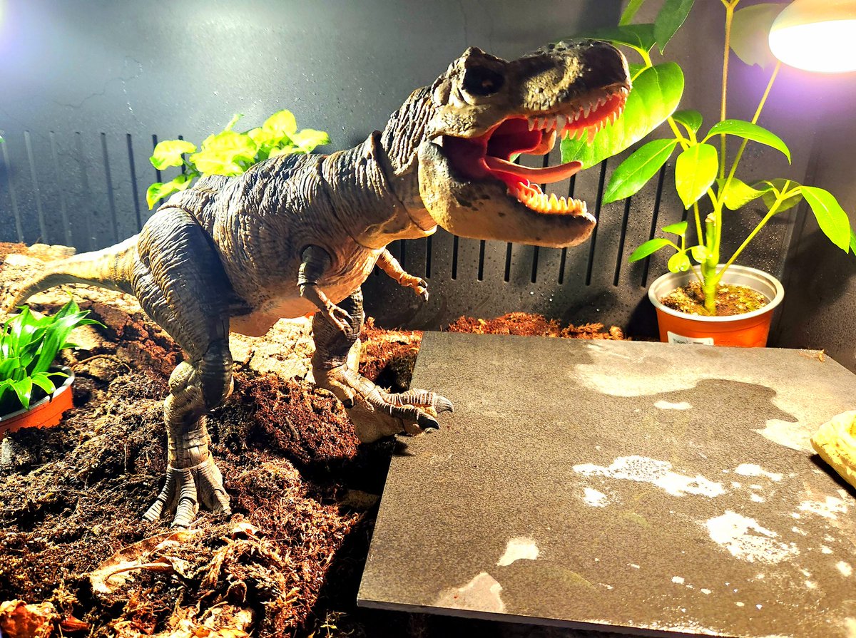 I don't care what they tell you at the pet store, the minimum size enclosure for a fully grown Tyrannosaurus rex is 120×60×60 cm (4x2x2). They are also naturally attracted to posing, so if he stays awkwardly still and silent for like 10 minutes striking a pose, it's normal.