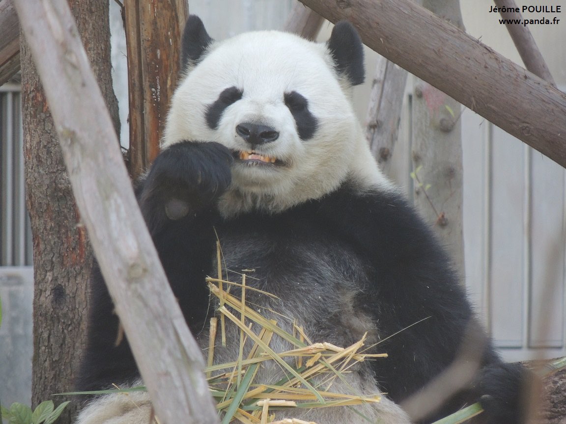 🐼 La femelle #panda #Po, alias #ABao (#阿宝), née <a href="/ZooATL/">ZooATL</a> le 3 novembre 2010 photographiée ici le 11 mars dernier à la base de #Chengdu. 
Toutes mes photos de mes récentes visites à la base des #pandas <a href="/Chengdu_China/">Chengdu China</a> ⤵️⤵️

panda.fr/base-de-chengd…