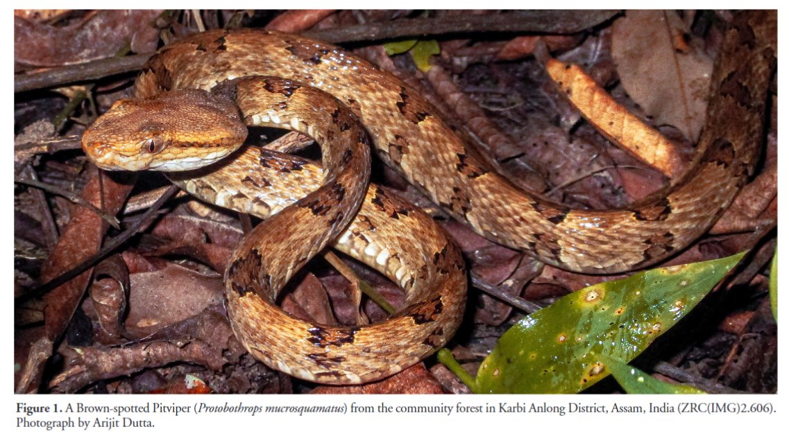 'First confirmed record of the Brown-spotted Pitviper, Protobothrops mucrosquamatus (Cantor 1839), from Assam, India' by Dutta et al. (2024) has recently been published in #ReptilesandAmphibians: doi.org/10.17161/randa… #Herpetology #Reptiles #Snakes