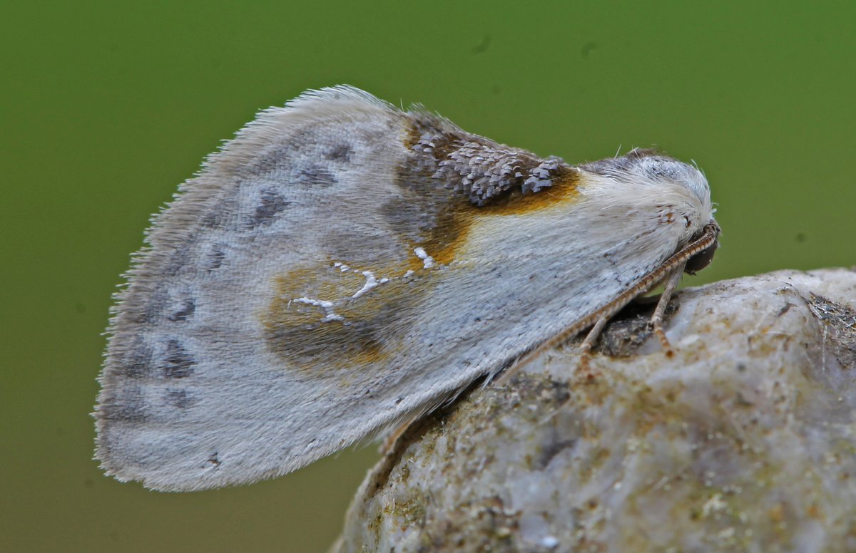 So many remarkable moths that become 'normal' as the year progresses and catches increase but the first Chinese Character of the year always deserves some proper attention. A quite remarkable moth. 😀