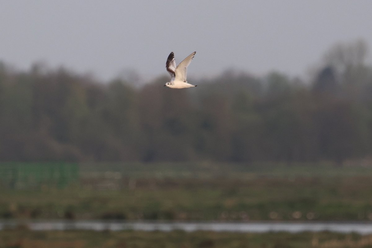 De laatste watervogeltelling voor @Sovon van het seizoen ‘23/‘24 in de Onner- en Oostpolder #Hunzedal. Ruim 33.000 watervogels (!) waaronder 8 steltkluten, 112 grutto’s en 2 dwergmeeuwen. Hoge aantallen brandgans (bijna 20.000), kokmeeuw (ruim 7.000) en geoorde fuut (174).