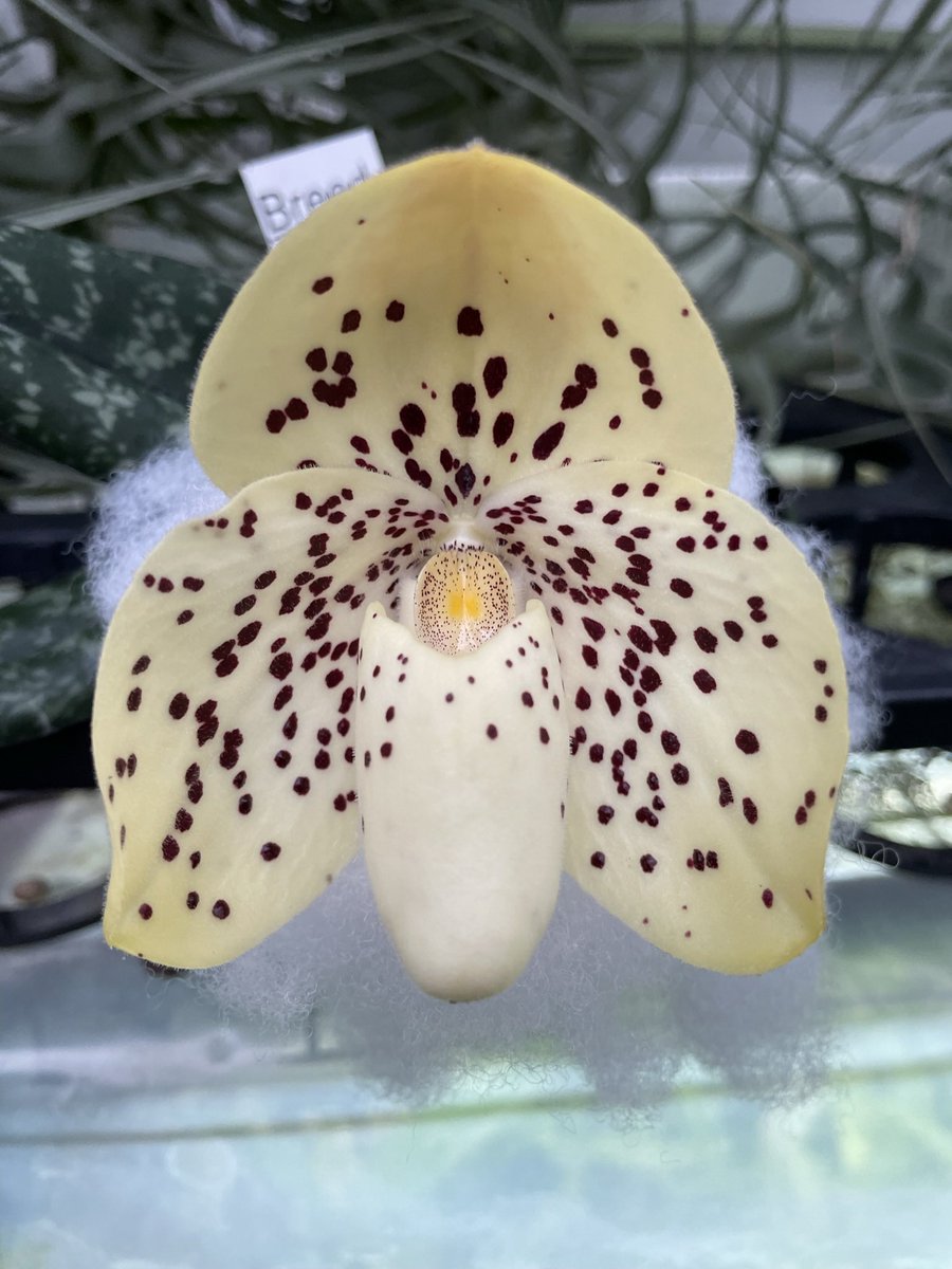 Paphiopedilum wenshanense  #paphiopedilum #paphiopedilumspecies #eliteorchids #orchids #orchidee #orchidée #orchidofinstagram #plantlover