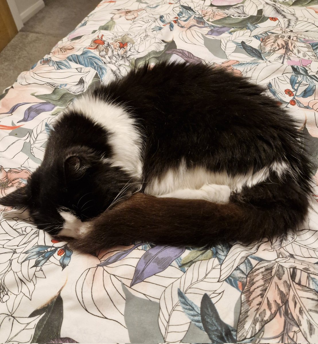 ChettyCat14's tweet photo. Six months ago today, we adopted this sweet old girl. She's been a very welcome addition to the family, and we love her dearly. Here's to the next six months and beyond ❤️ https://t.co/wU5KmEykHq