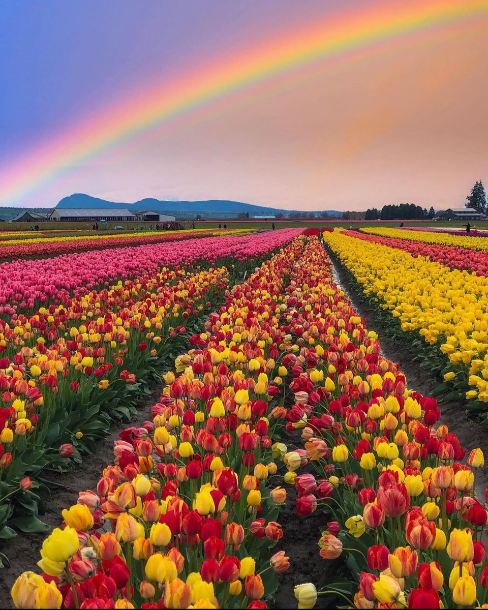 Rainbow In Netherlands 🌈