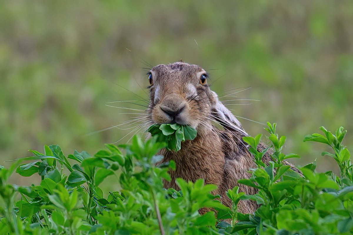 Just lovin’ a munch! #hare #brownhare #Springwatch #Norfolk #BBCWildlifePOTD #wildlifephotography