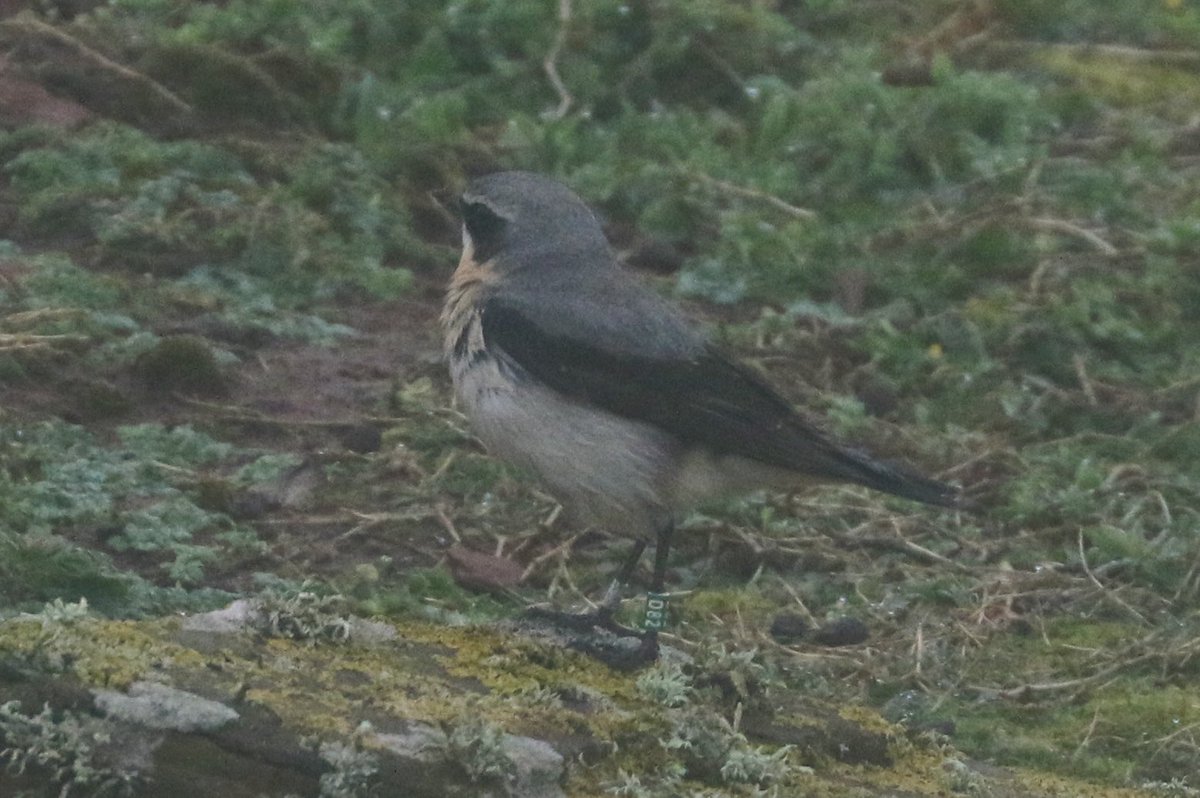 More wheatears arrived overnight amongst a significant fall of migrants today @SkokholmIsland. Female D81 was at Crab Bay with an unringed male and male D82 was at Little Bay, both new in. Numbers are still down so hopefully more have now arrived and will soon be revealed.