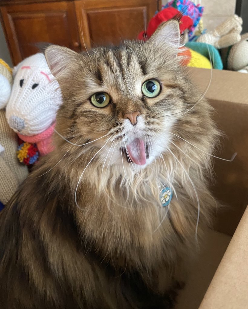 An oldie but a goodie of me chatting (or yawning) to human in a box! Happy Saturday pals! 🫒❤️