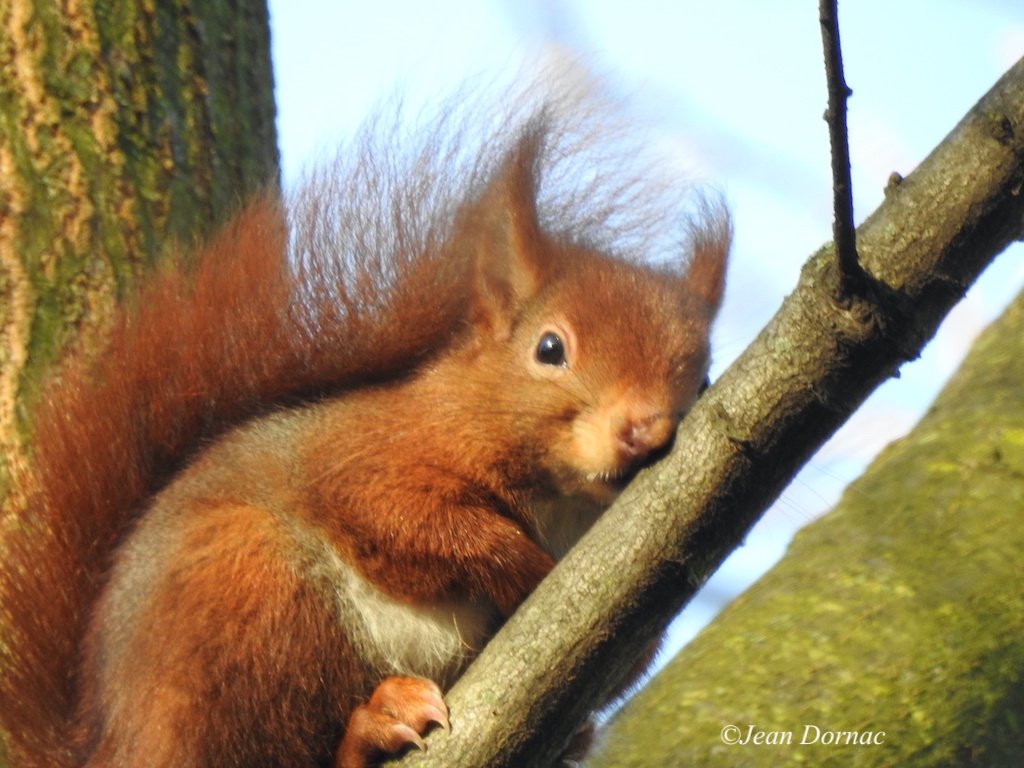 CorellaTej7982's tweet photo. #SundayFunday #sundayvibes #sundaypets #cute #cuties #noalmaltrato #squirrel #ardilla #bosques #forest #vida #bosque #sundaymood #domenica #vita https://t.co/sVXY2xrjHO