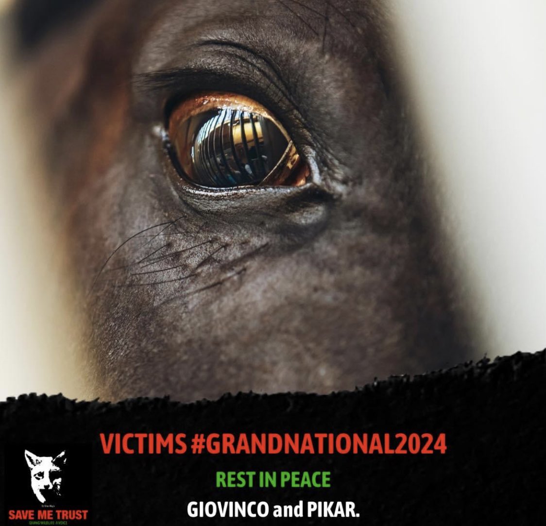 AnneatSaveMe's tweet photo. Two horses killed, Giovinco and Pikar. Mac Tottie taken away via ambulance today, others bleeding from the nose, breathing problems and lame/injury. Every year horses die, 200 horses are killed every year racing in the UK. #GrandNational2024 https://t.co/42IYvWFY9g