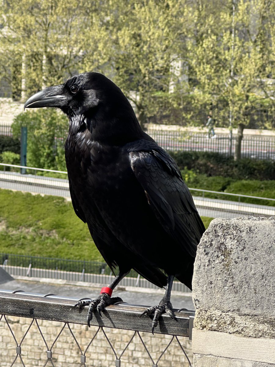 Legend has it that, if the ravens leave the Tower of London then the crown will fall. Luckily, this one didn’t look like it was going anywhere today 🐦‍⬛ #toweroflondon #raven #ravens #towerravens