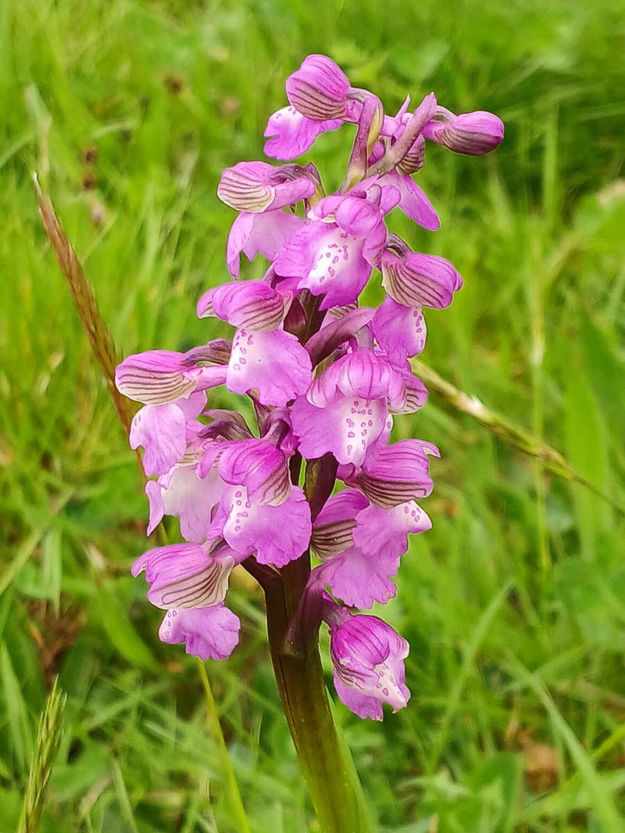 In the unimproved grassland of 'The Royals' on the Blaise Castle Estate, Green-winged Orchids (Anacamptis moria) now starting to flower. @BSBIbotany #TwitterNatureCommunity
