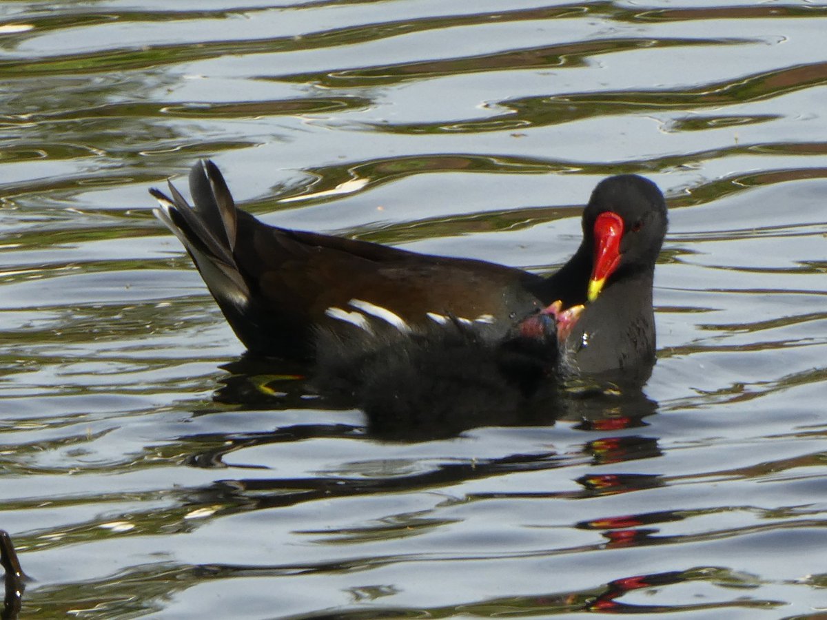 In Carshalton, I saw 2 families of moorhens. The chicks look a bit like they've put their own eyeshadow on at this age. Most baby birds look quite alien but we don't tend to see them until they're fully feathered - waterfowl are an exception.