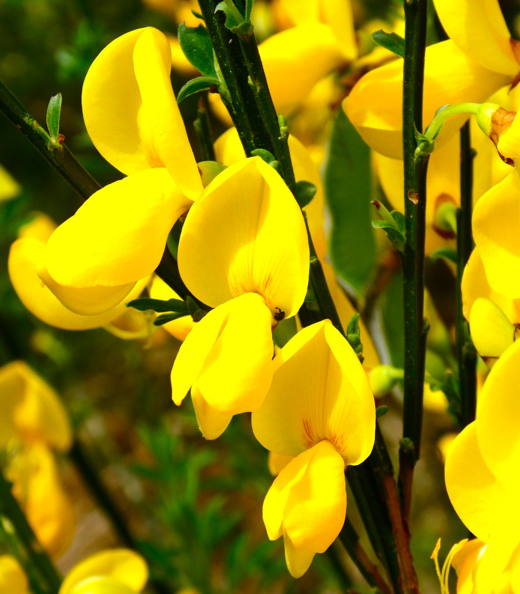 'Harry Plantagenet is thine' (Henry V) Wild Suffolk broom glowing in the sun☀️ Its name 'planta genista' is the origin of 'Plantagenet' bestowed as Geoffrey of Anjou wore🧹on his helm #shakespearesunday #SundayYellow💛