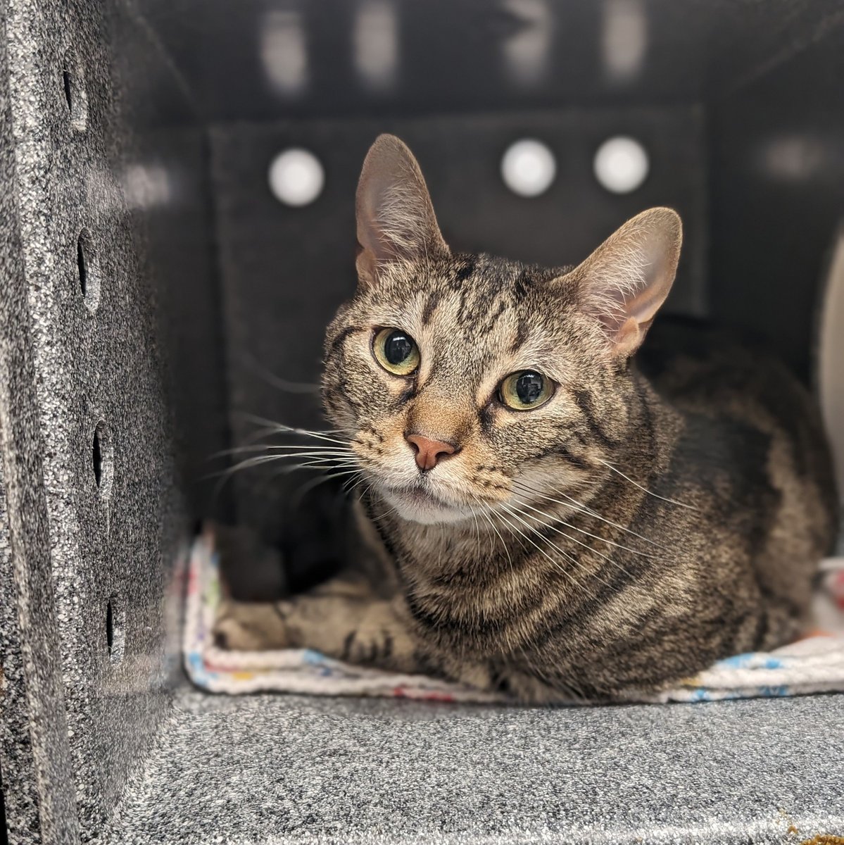 This gorgeous gal is Furr Ball! She used to live with a toddler and was described as very loving and playful as well as independent. She's litterbox trained and previously lived with other cats. Come adopt Furr Ball A901903 today!