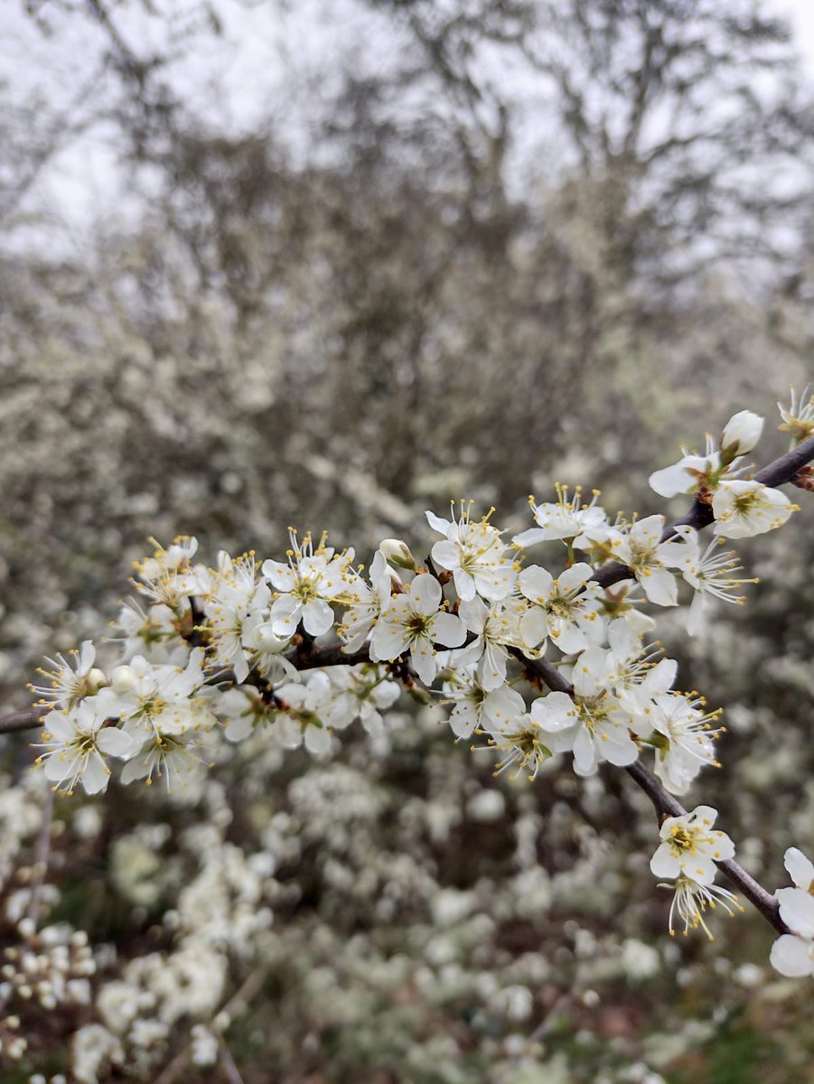 Cnau’r Ddaear a Blodau Mai - arwydd fod y gwanwyn yma.

Pignut and May Blossom - the sign that spring is here.