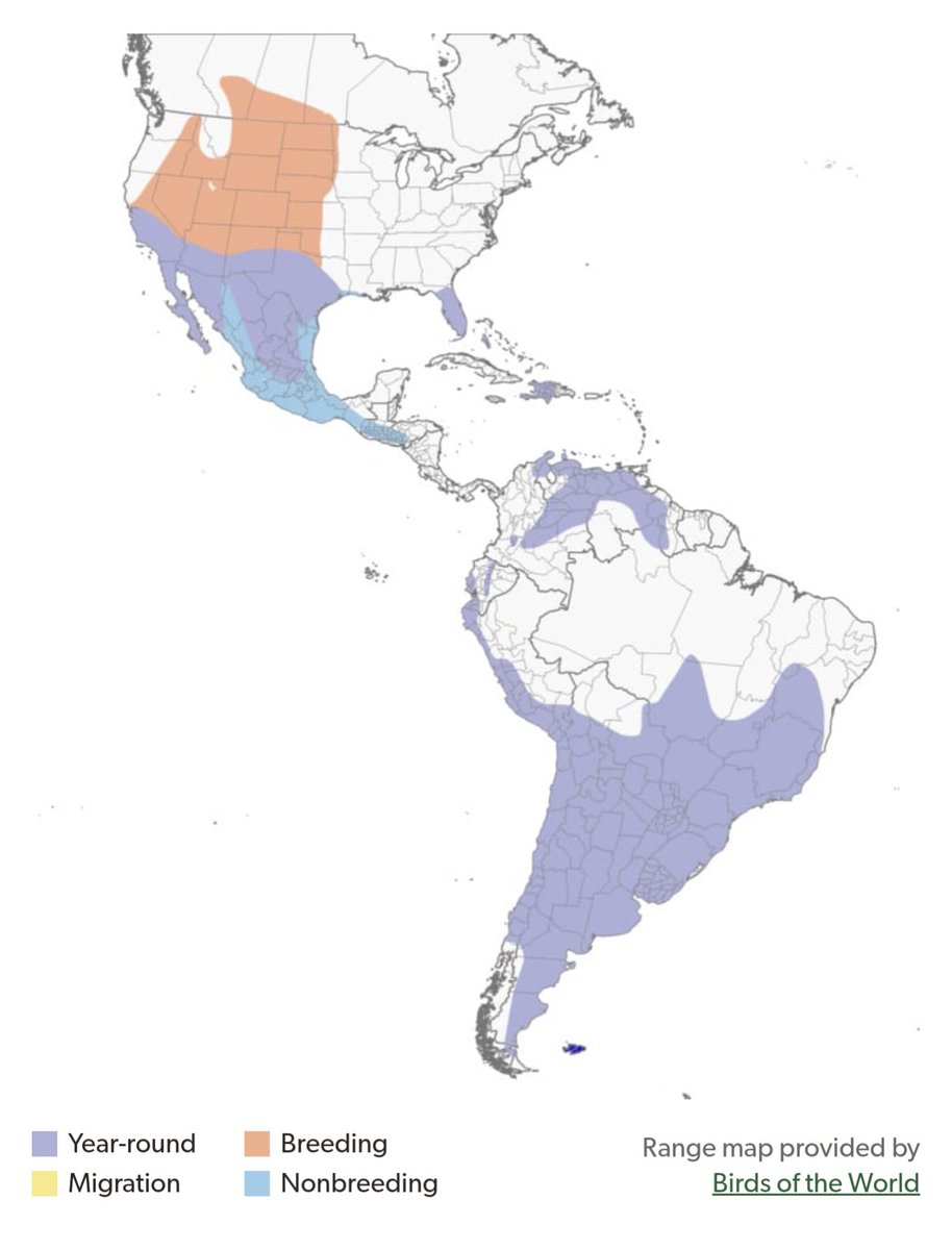 Today's Chicago bird of the day is the Burrowing Owl. Way off track its normal range, last seen in Chicago in 2012.