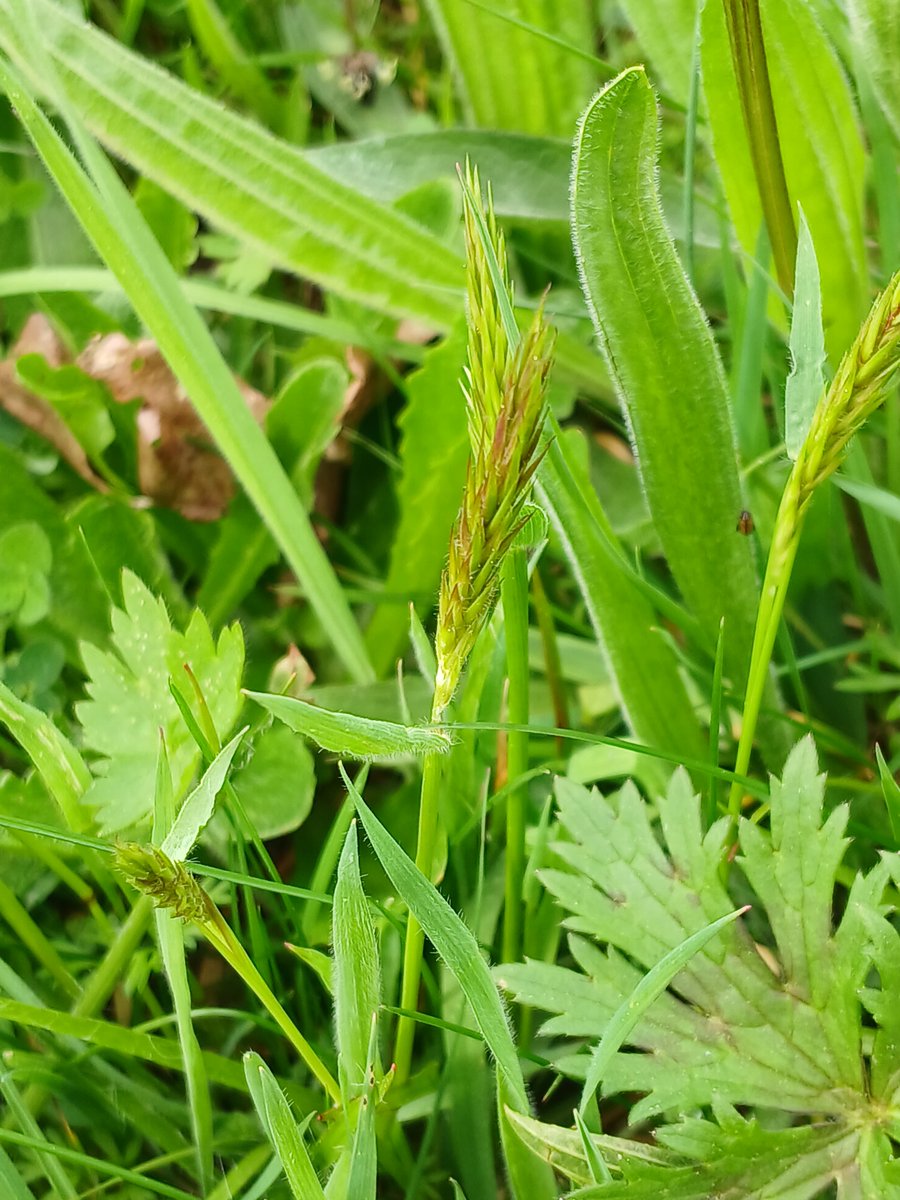 Whilst admiring the Green-winged Orchids at 'The Royals' I spotted a rust fungus on the leaves of Sweet Vernal-grass (Anthoxanthum odoratum). I think that it might be Puccinia brachypodii var. poae-nemoralis 🤔 ? @BritMycolSoc #TwitterNatureCommunity