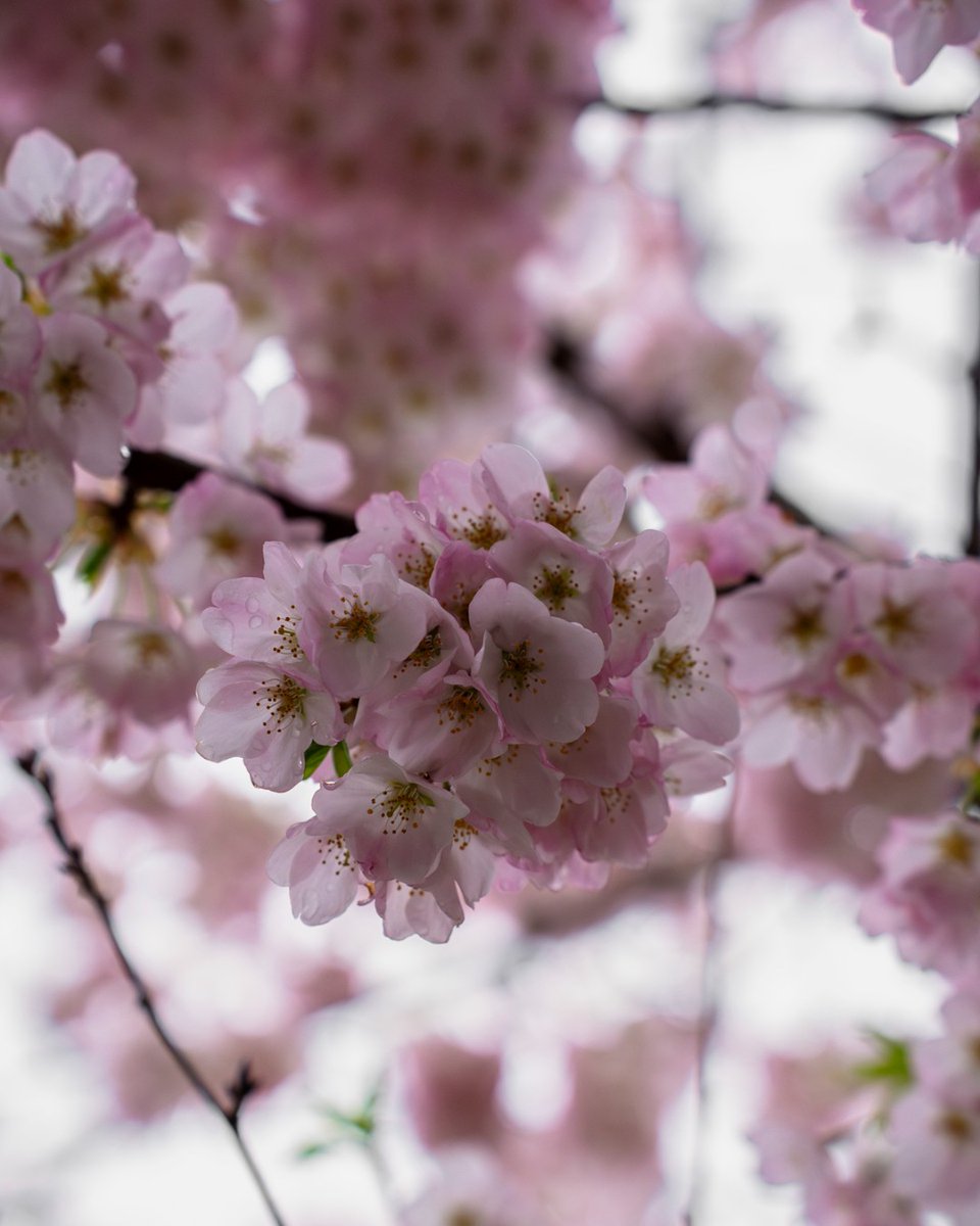 Cherry blossoms are in full bloom all around New Haven, including in historic Wooster Square Park, which hosts its annual Cherry Blossom Festival on Sunday, April 14, noon to 4:30 p.m.! 🌸 

Learn more: bit.ly/3VZf0Sy #Yale #NewHaven 📷: Grace Lee