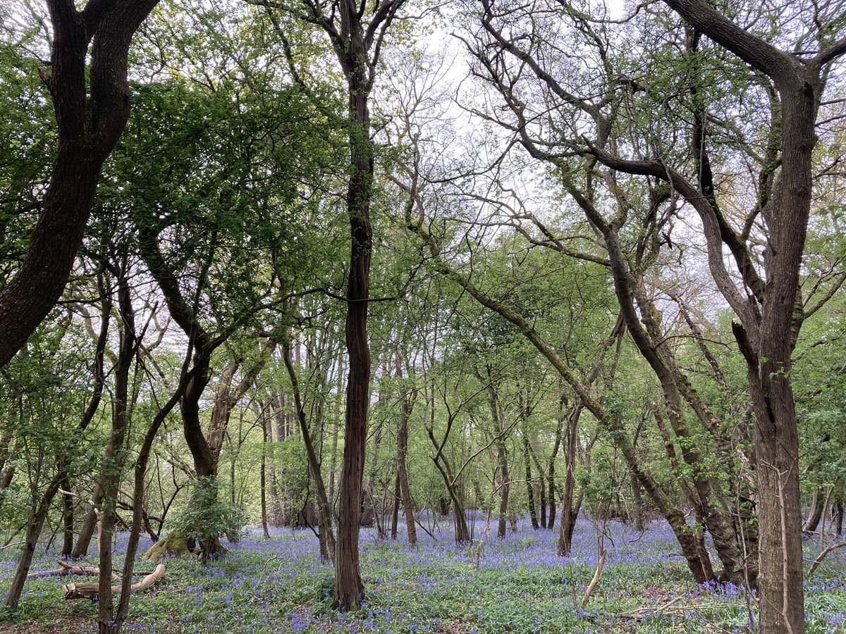 An abundance of #bluebells at Old Sulehay Wood today